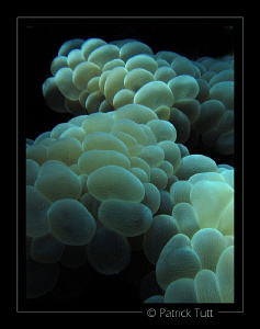 Bubble coral - Saudi Arabia - Canon S90 with hand torch l... by Patrick Tutt 